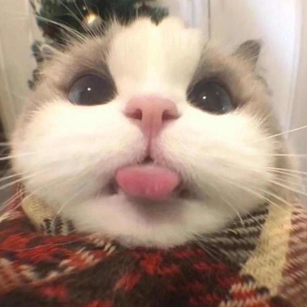 财运小猫