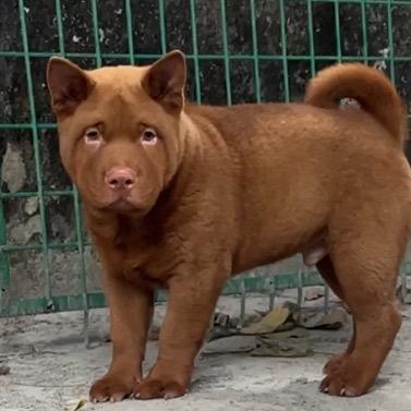 曼巴犬舍直播3️⃣号
