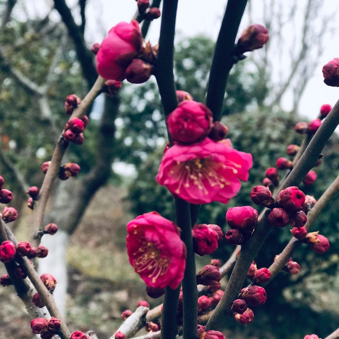 鸿运当头hydt