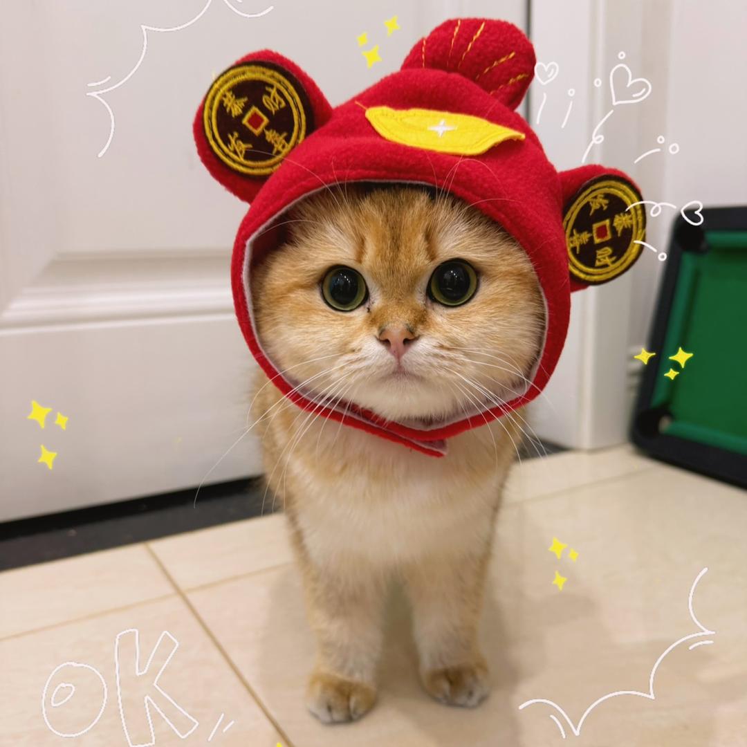 元宝妹和铲屎官