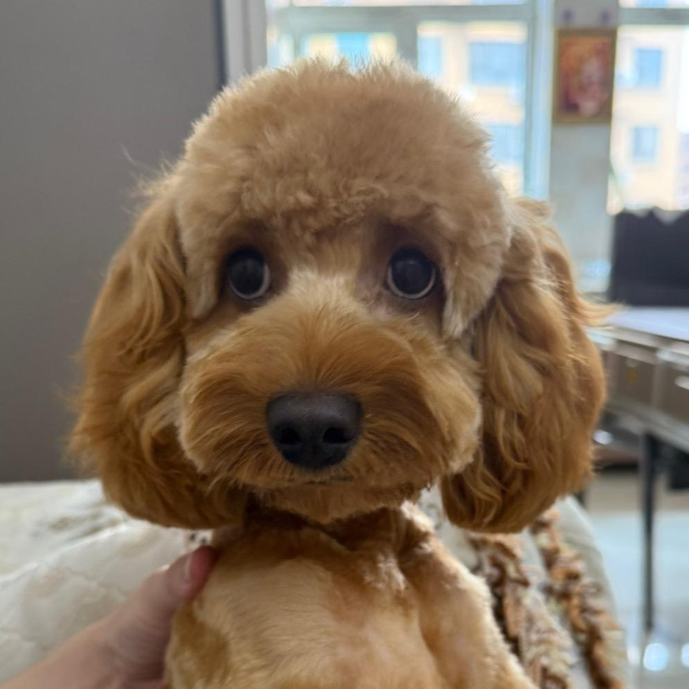 小花萌宠双鸭山繁育基地