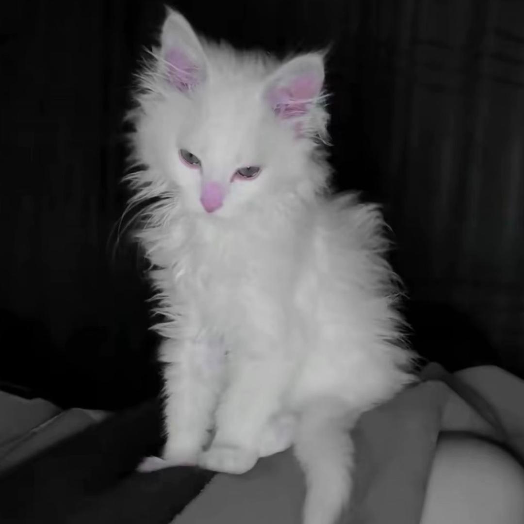 Mimi