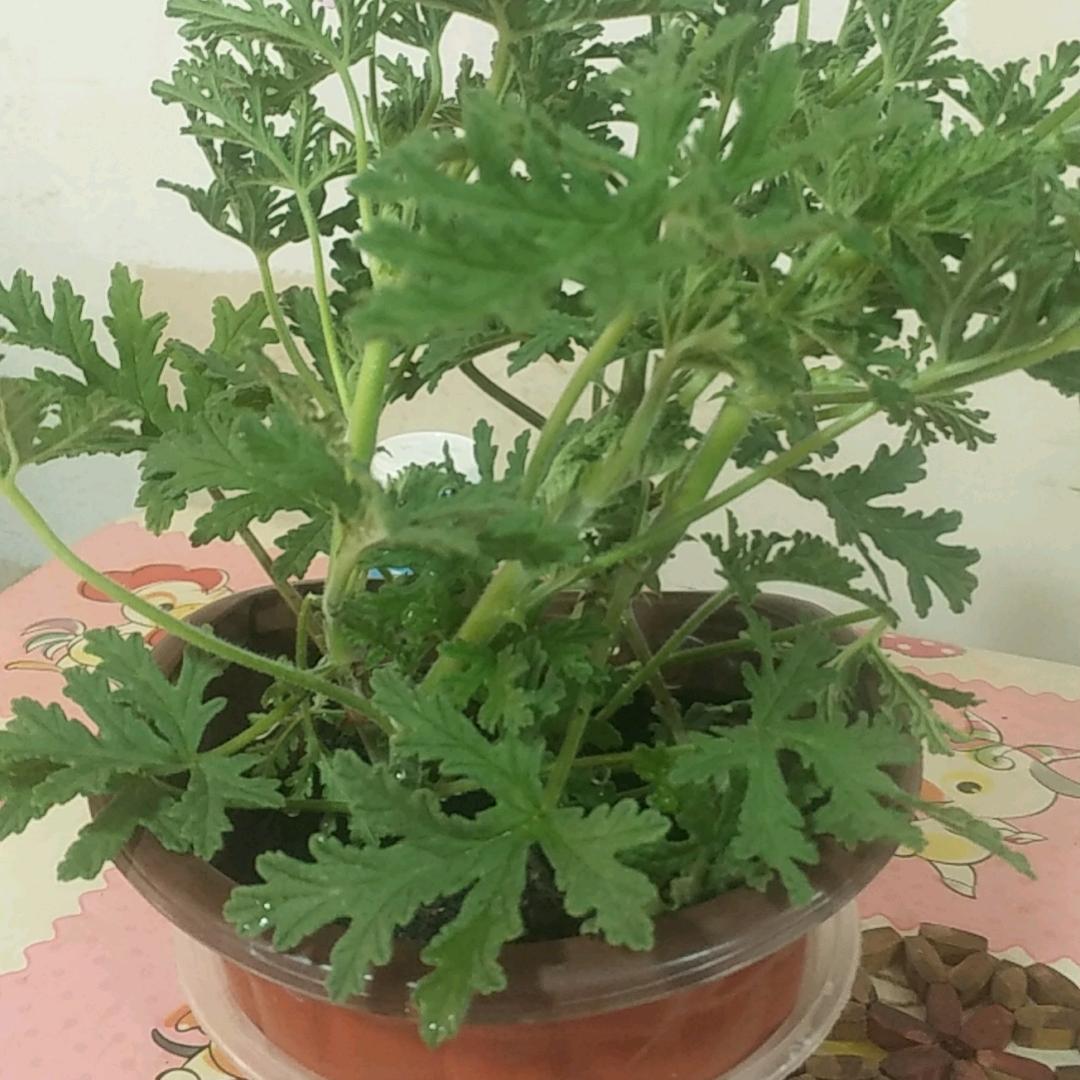 锦秀繁华