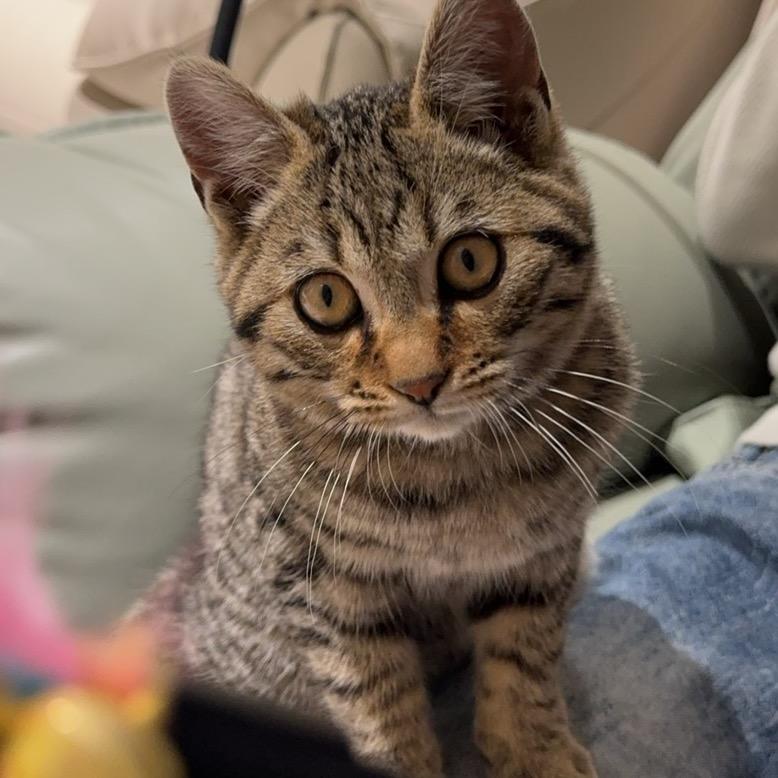 小九～绝世豪猫