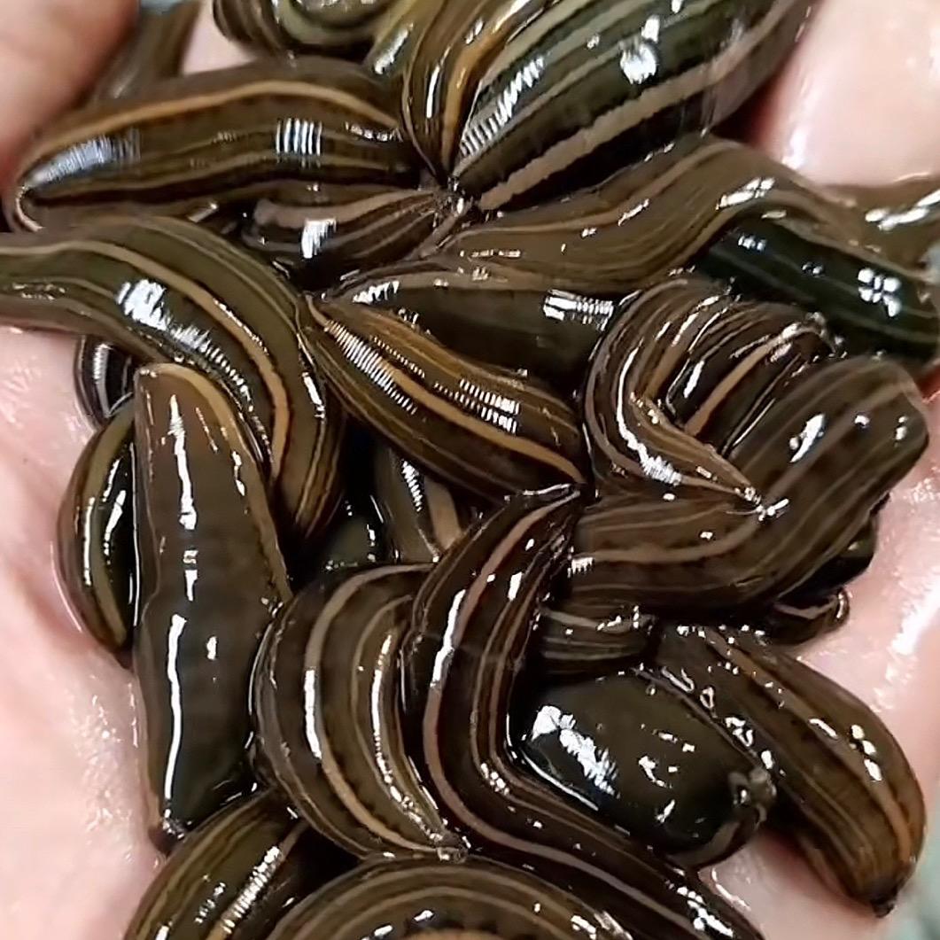 水蛭（蚂蝗）批发～高价回收