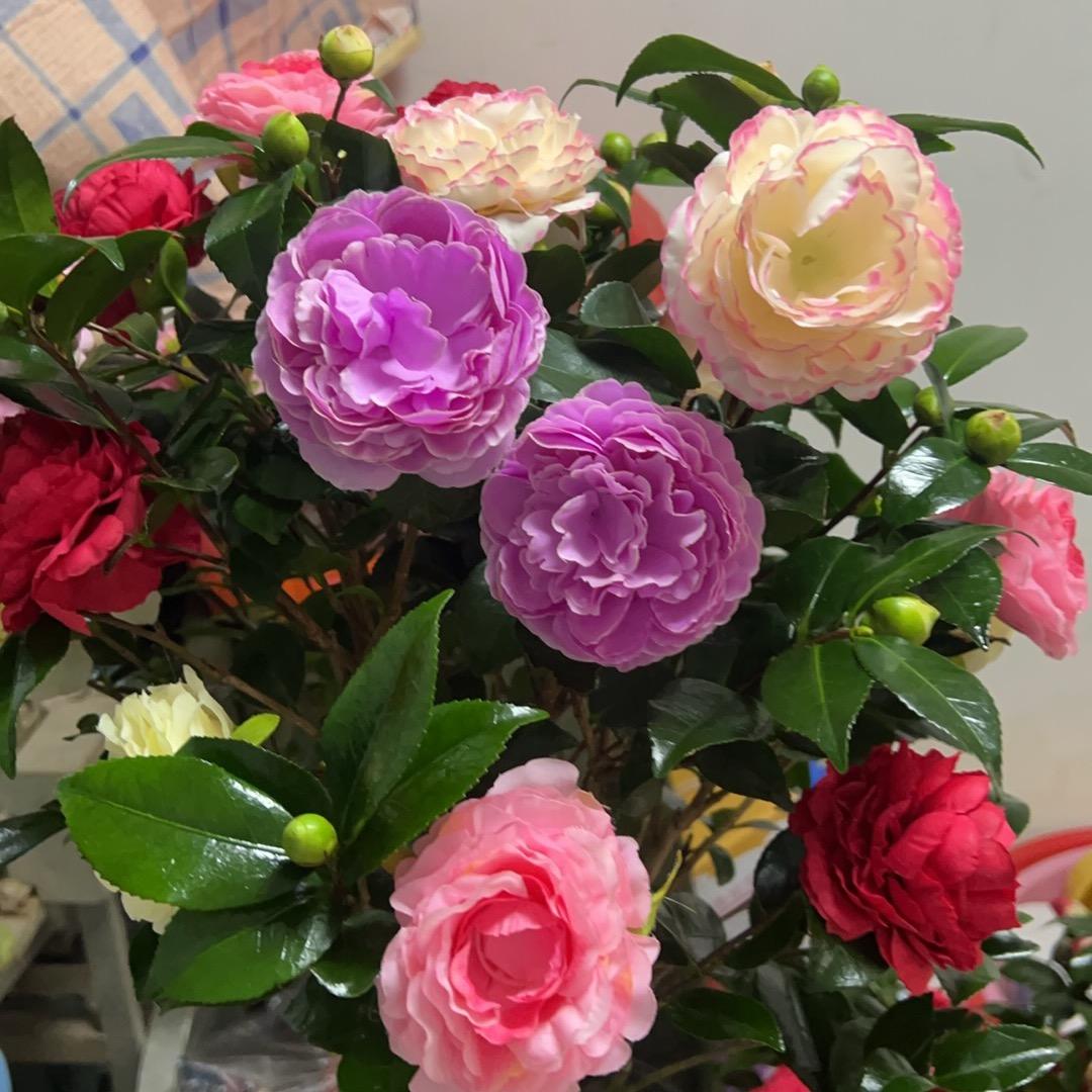 云卉花卉