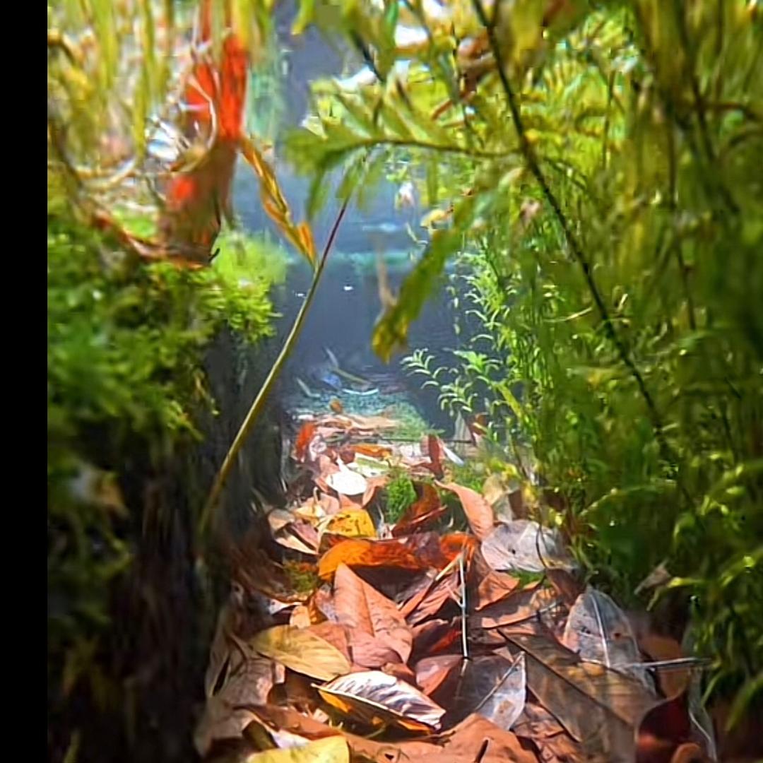 安徽纸语广告(24号创新工场店)guasa孤叶直播号