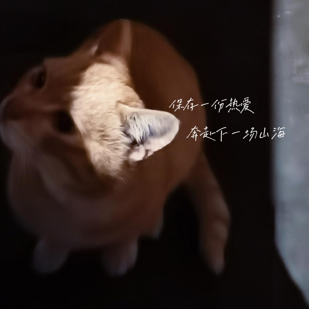 Tzqq