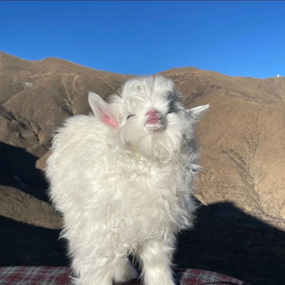 元元羊🐑