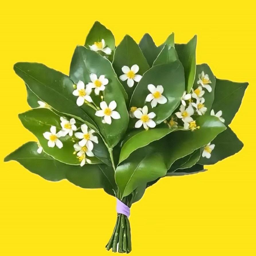 樱桃小柚子