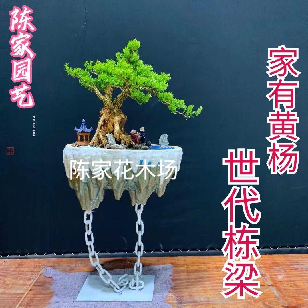 陈家花木场