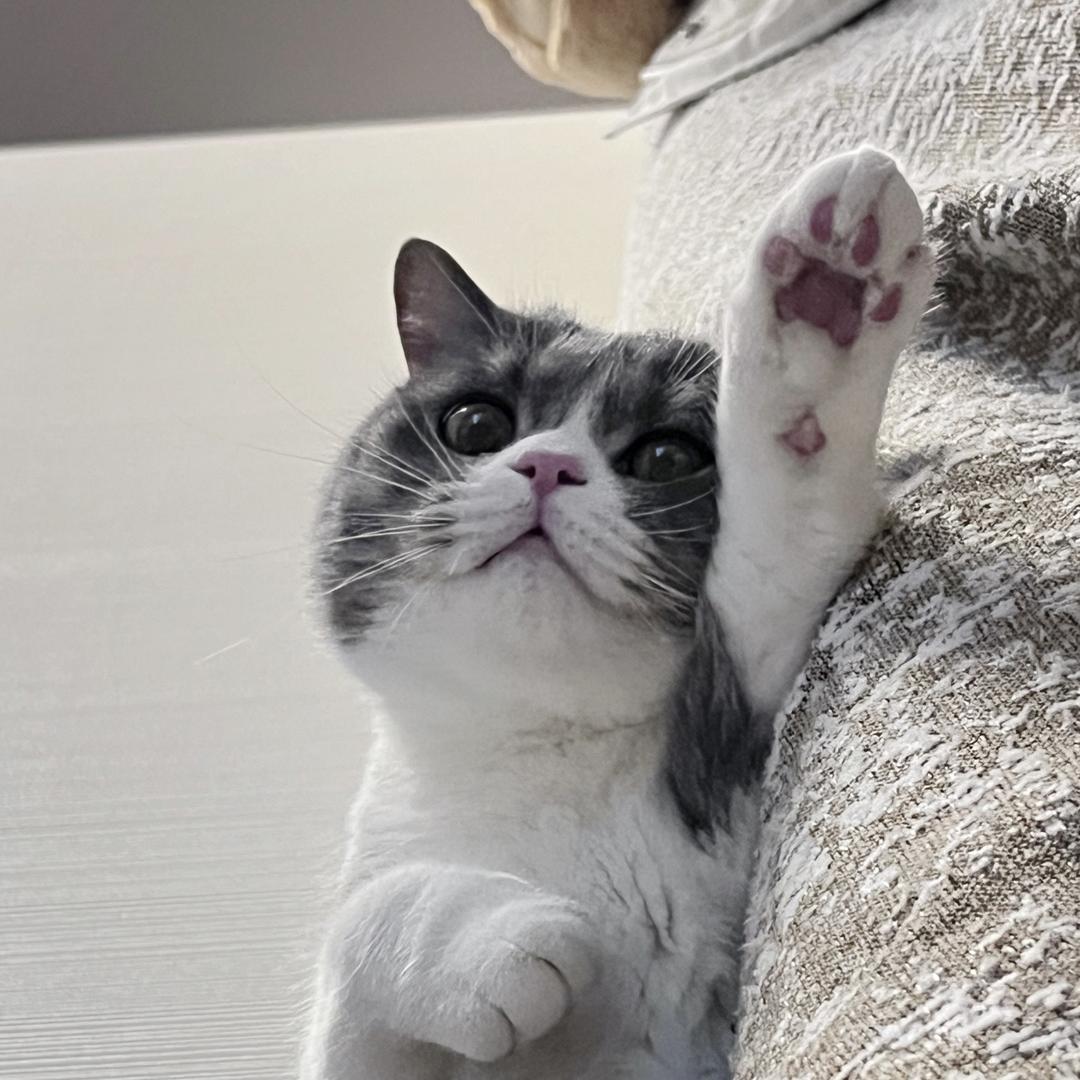 杠开和它的弟弟们