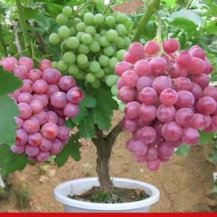 花农氏斌芮果树苗木专卖店