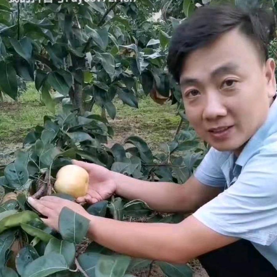 西平黄梨哥