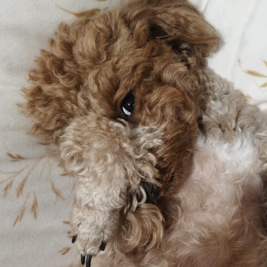 ༆ོོཽཽཽྀོཻ