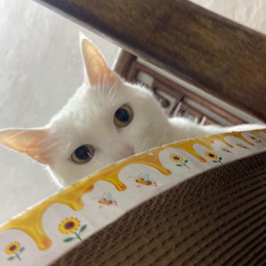 咔哧咔哧
