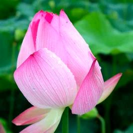 祝姐（请勿连赞，拒绝私聊，谢谢）