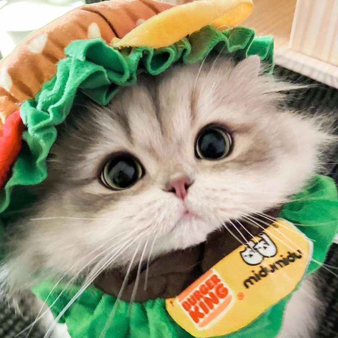 Monica莫妮卡猫舍（桐桐）