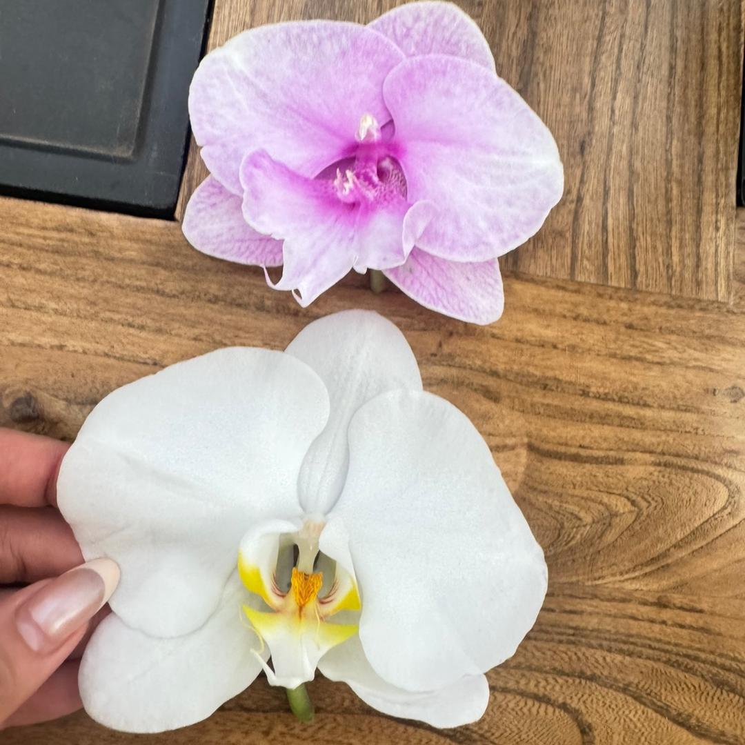 芳桦园艺