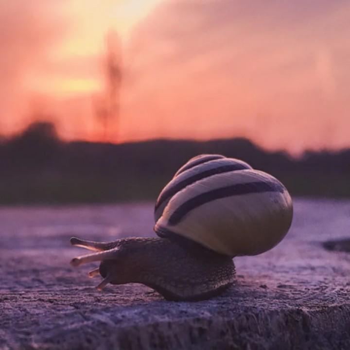 66