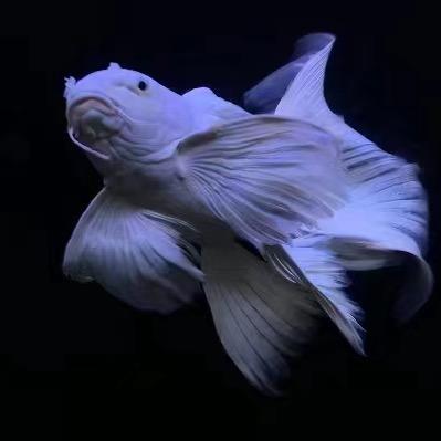 鸿顶精品蝴蝶鲤