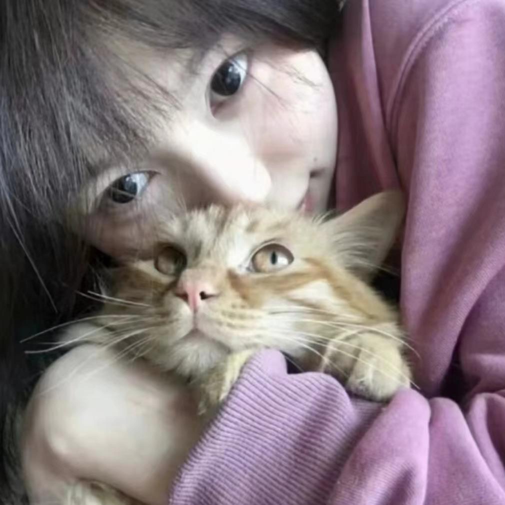 酥猫