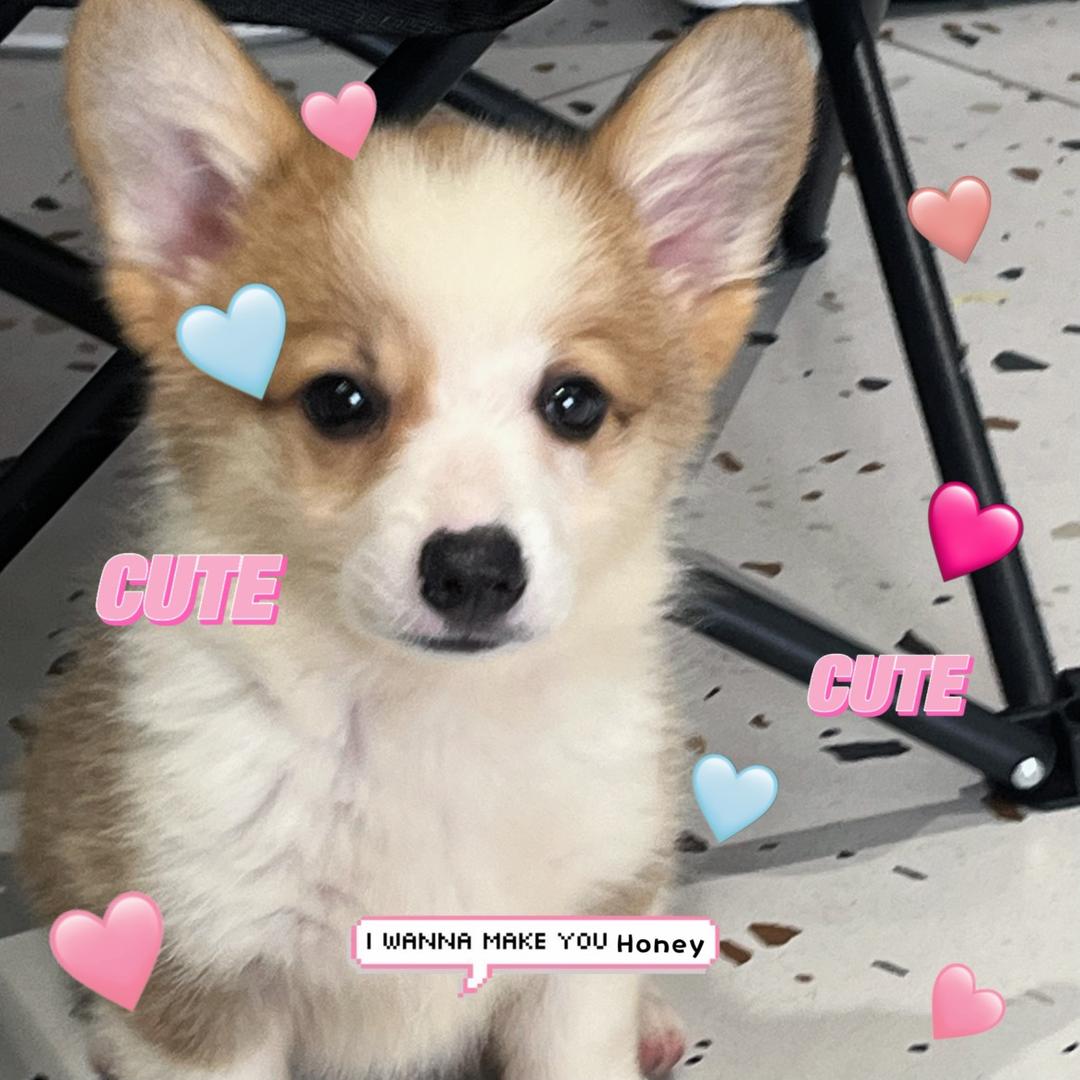 重生之在21世纪卖小狗