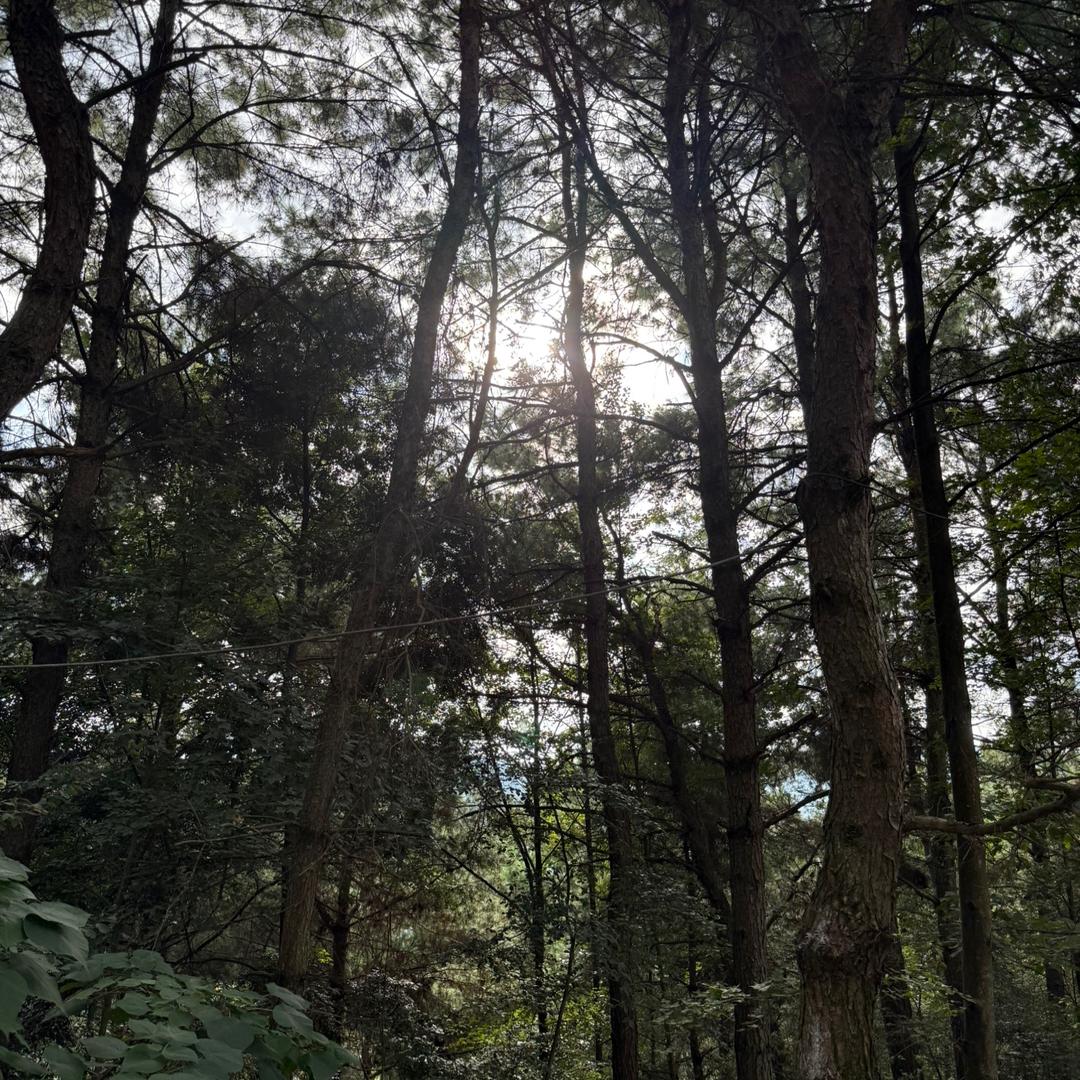 小英的农村生活😇