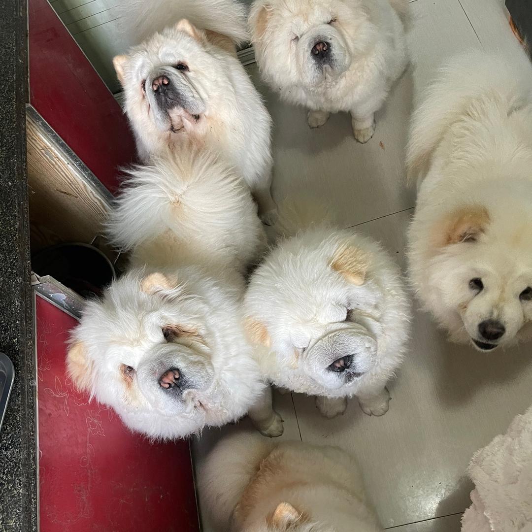 家有狮子汪