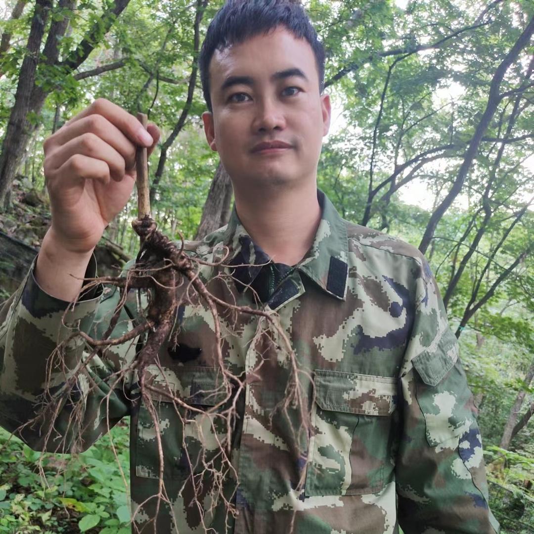 长白山参妹大超参茸