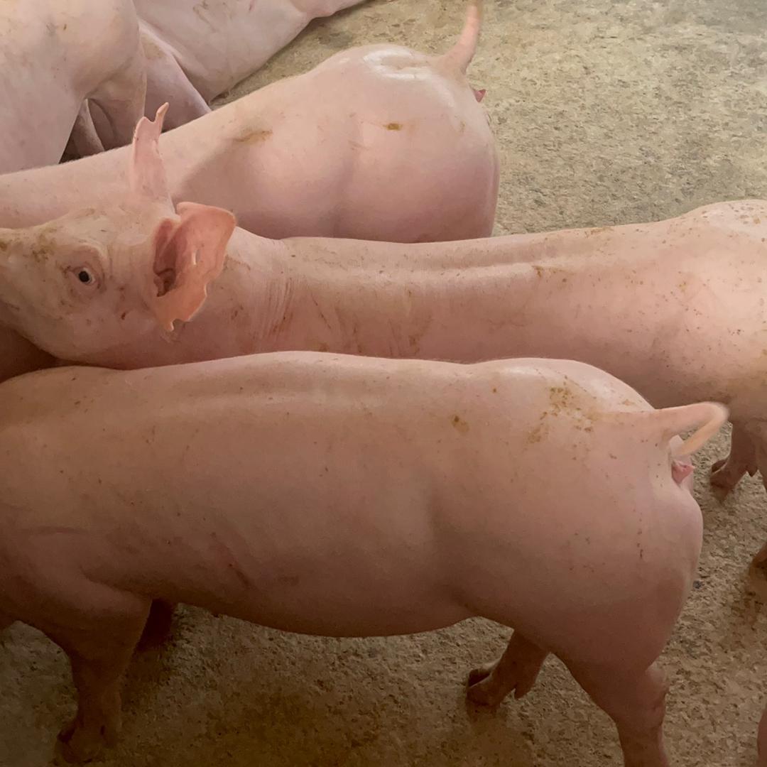 富农猪业育种厂