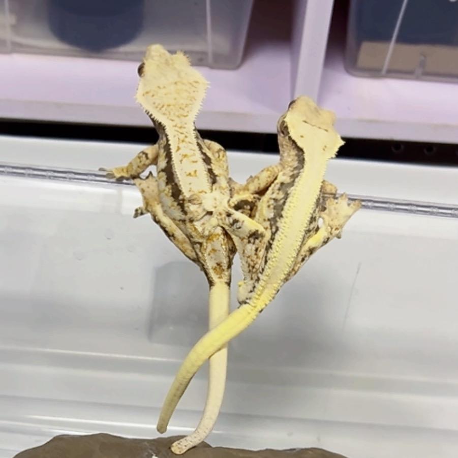 小马爬爬工作室