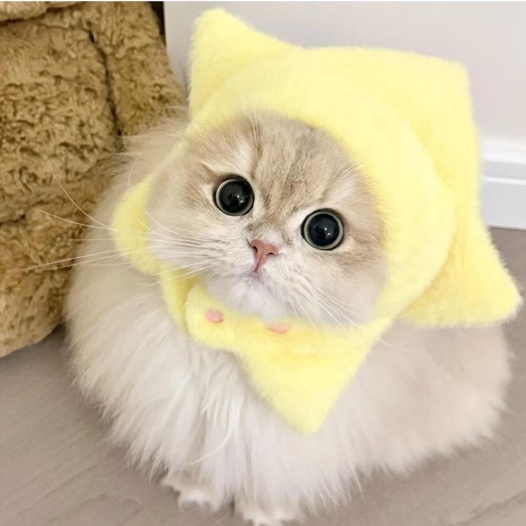 Yoko豹豹猫舍