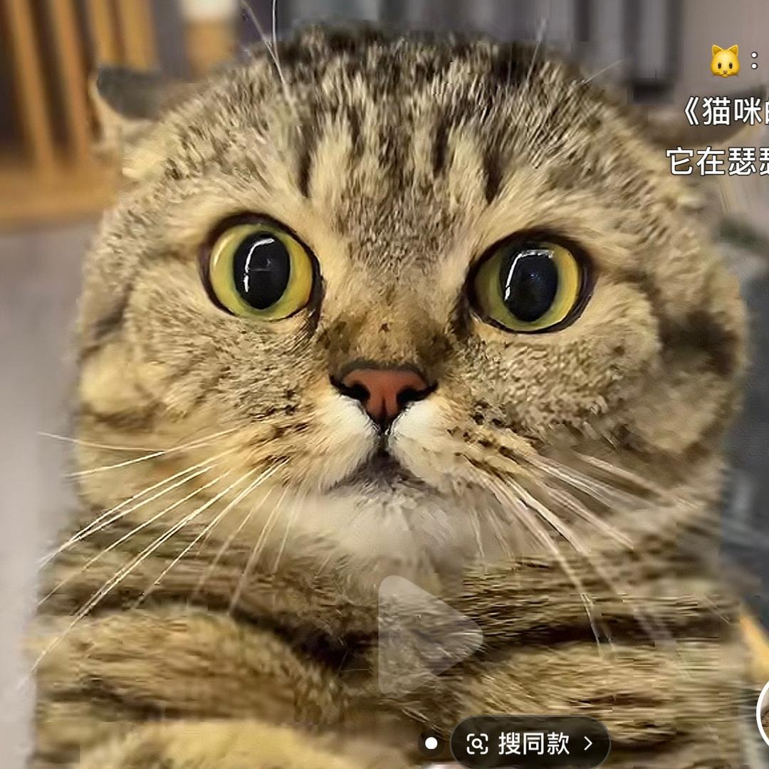 星星的生活日记📔