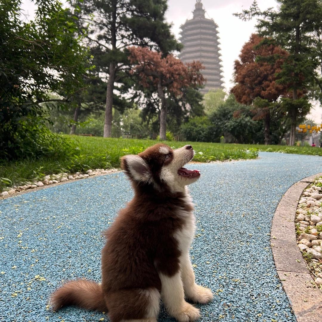 熊团团的成长日记