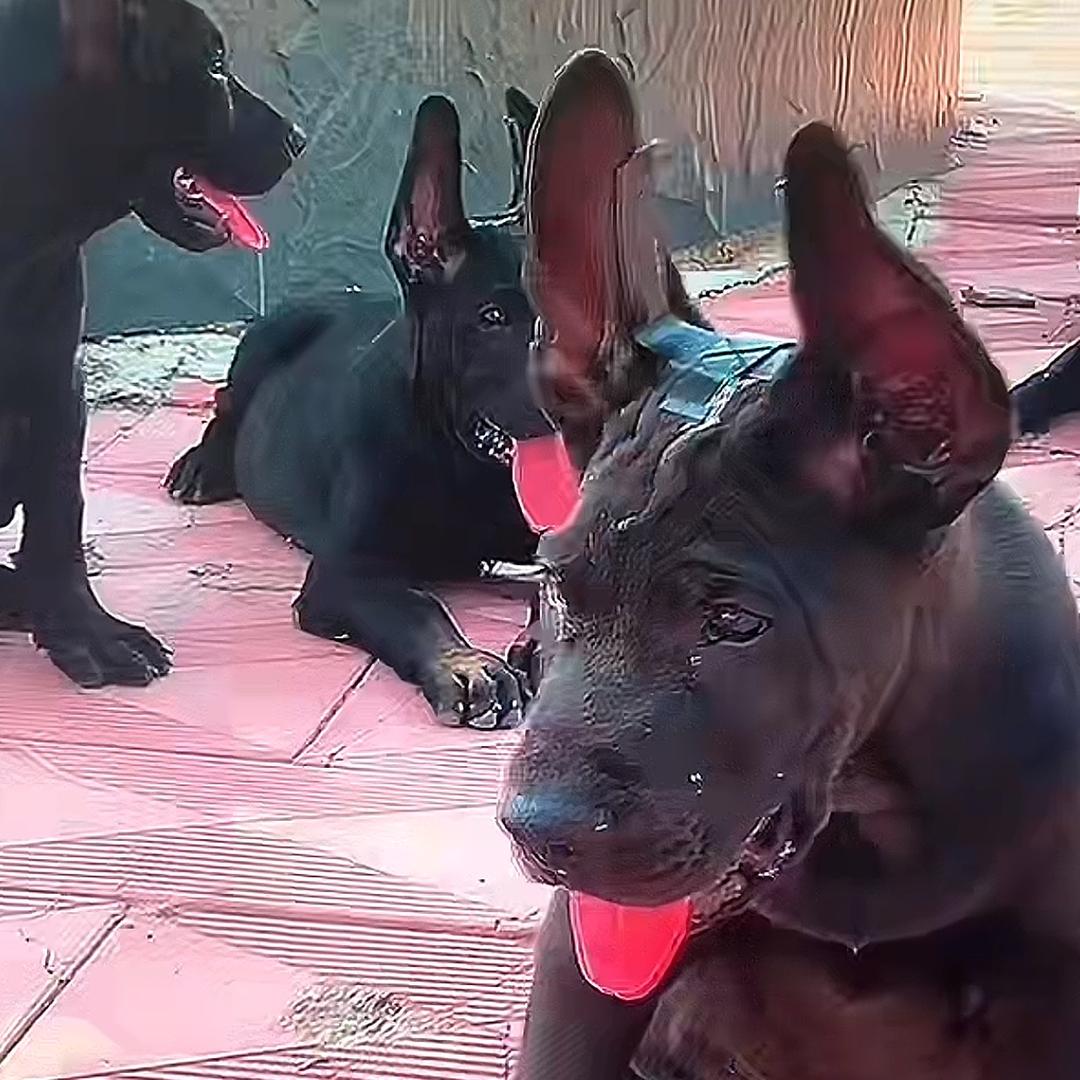 黑狼犬舍