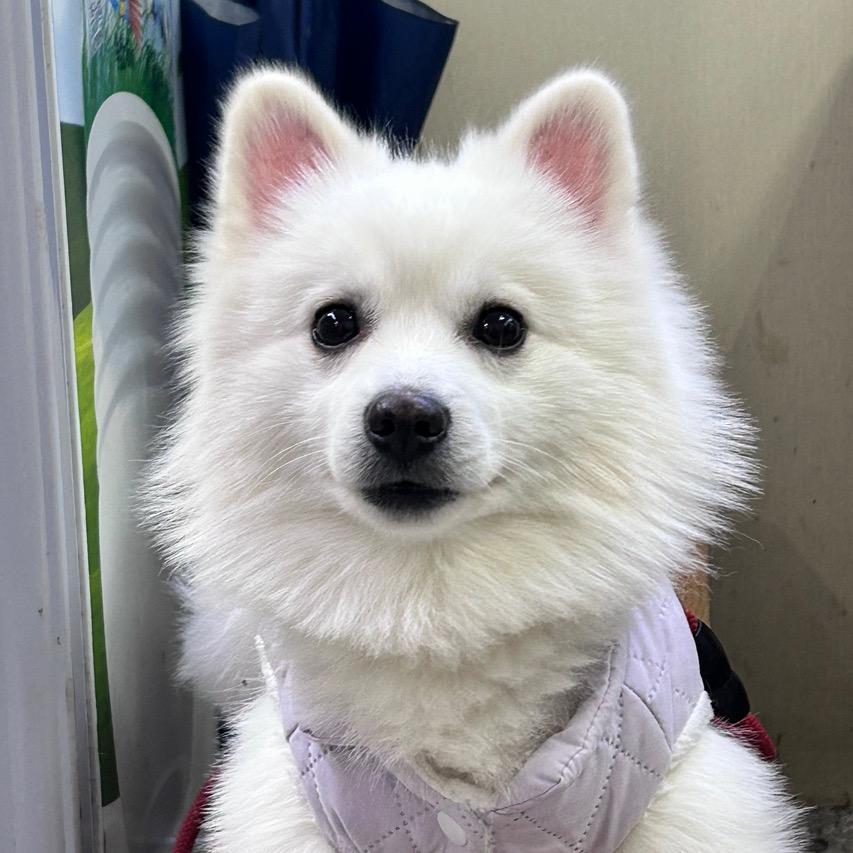 🐾 笨笨小白的治愈日常🐾