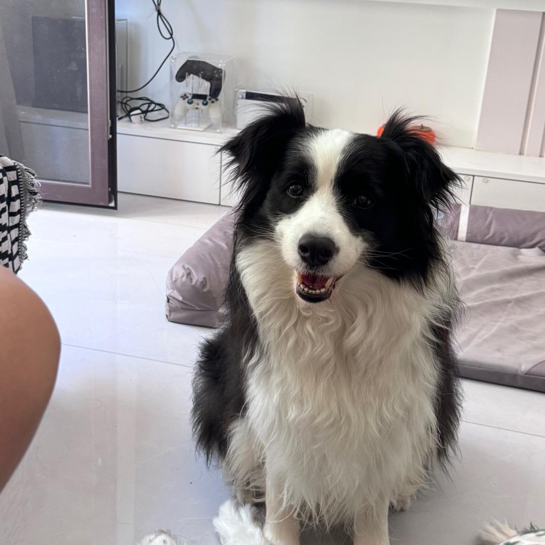 米卡（边牧主理人）