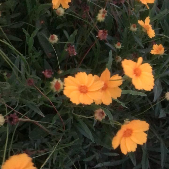 天竺黄😄