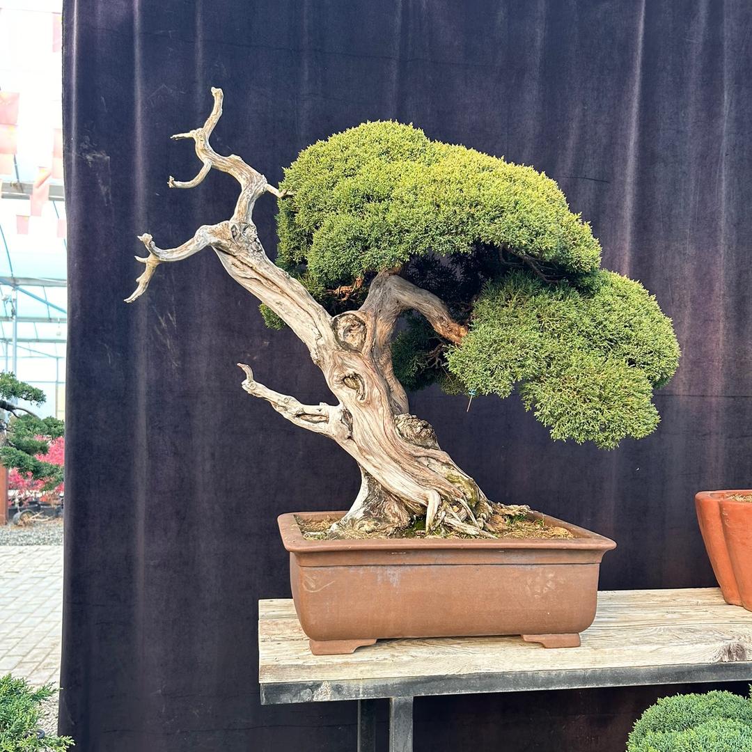 阿珍盆景园