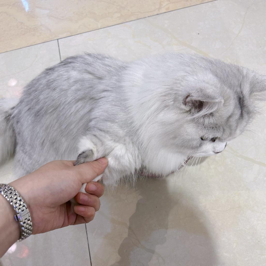 玛了个吧咔