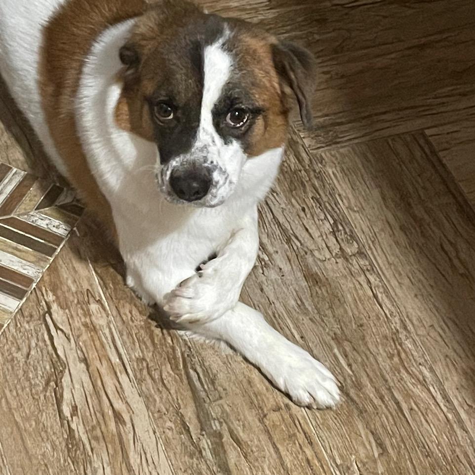 吉吉国王_小🐶日常
