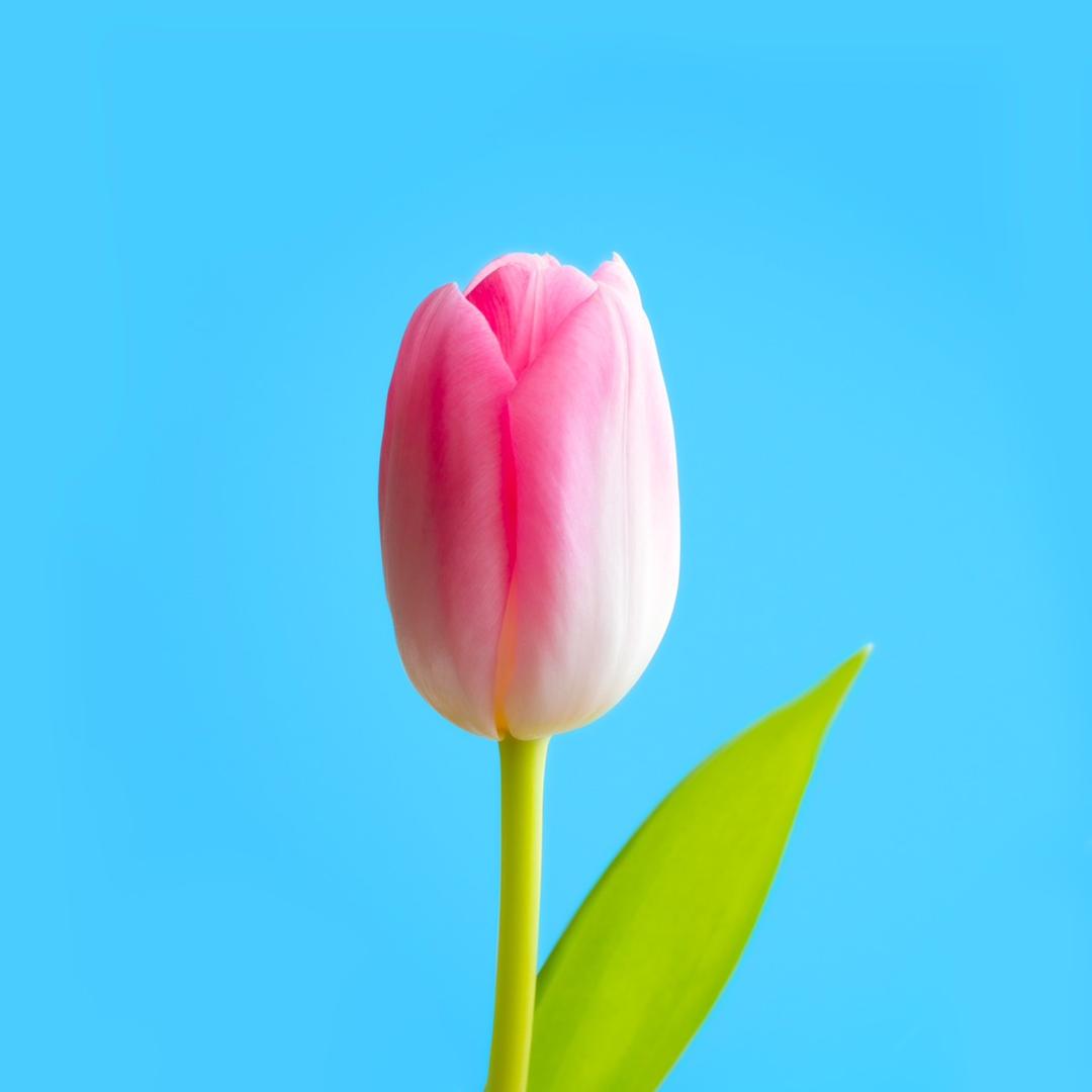 一支郁金香饰品