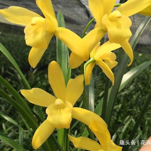 晨洋甄选