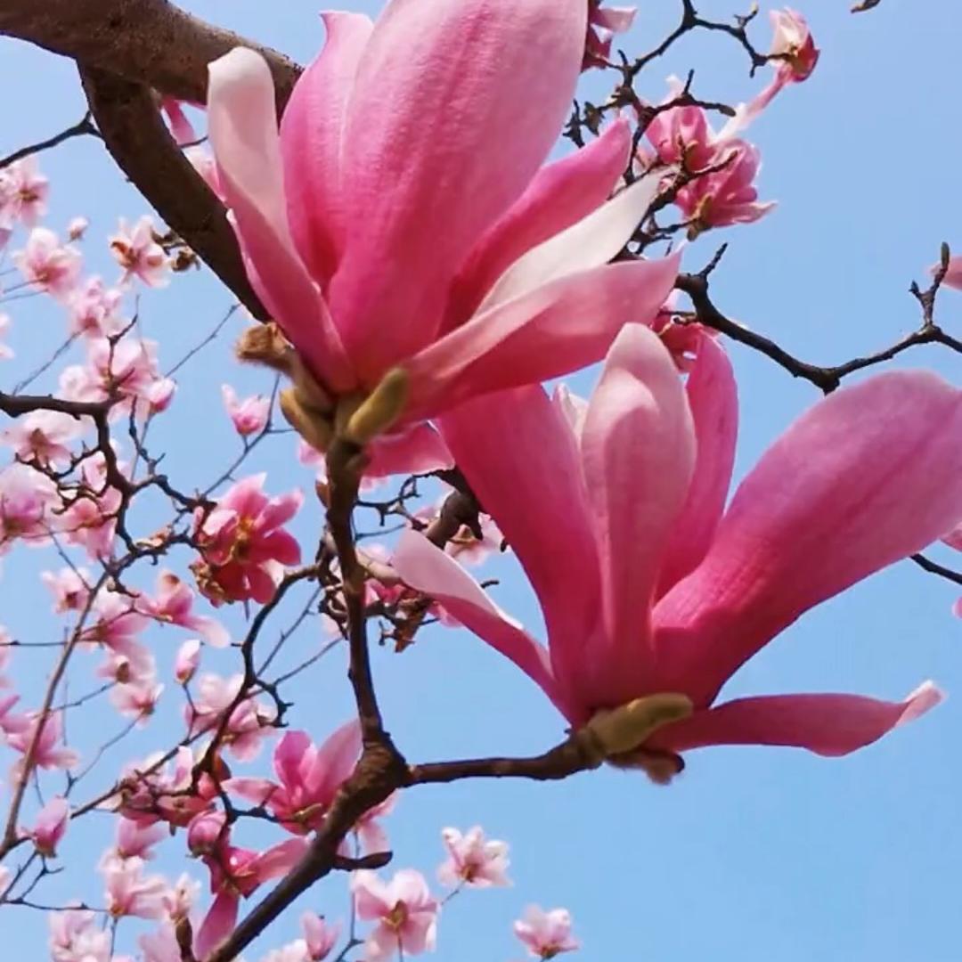 派果屋硕之鼎果树苗木专卖店