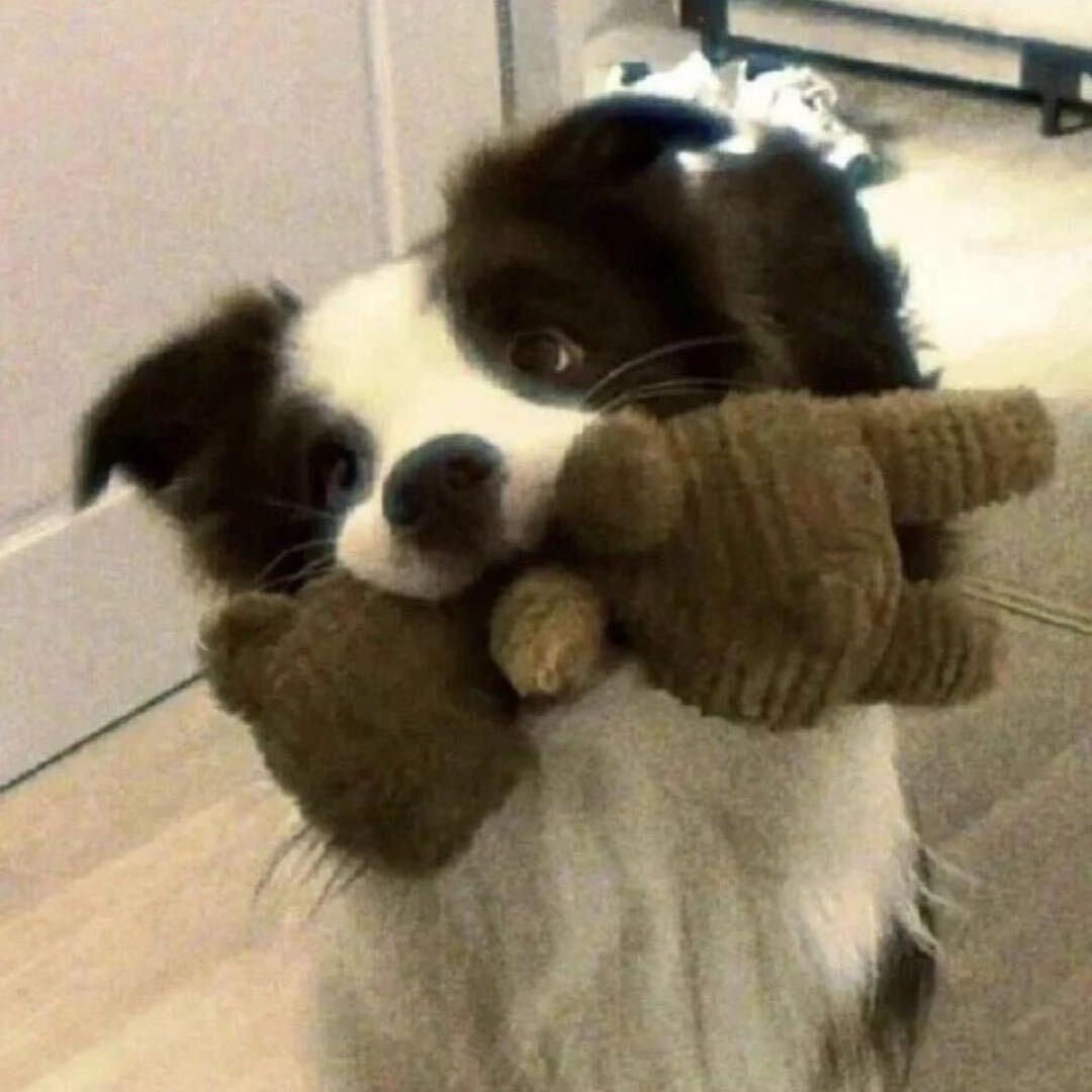 酒酒（无畏契约）