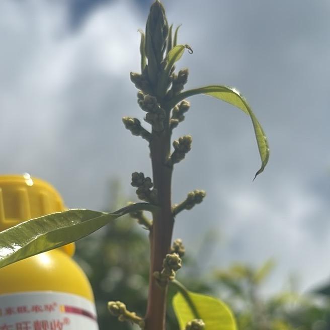 芒果🥭120