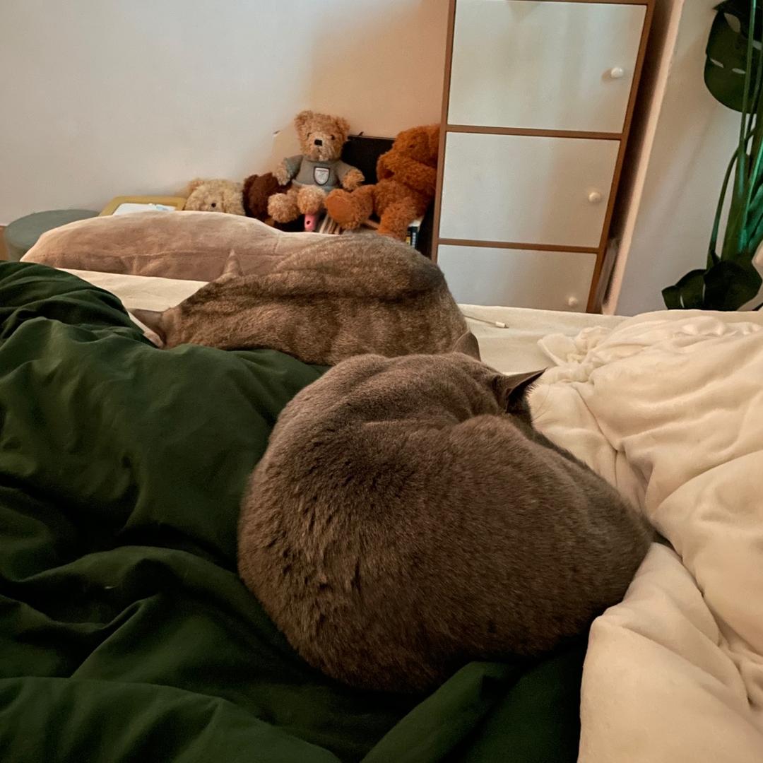 猪猪咪🌈（互关）