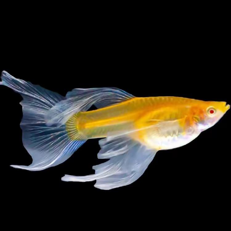 小航水族精品鱼