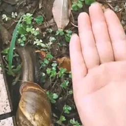 溜哥的奶奶
